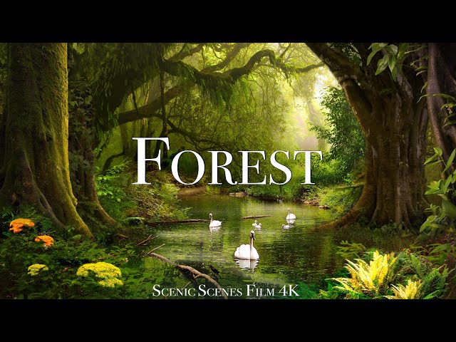 Global Forest Watch